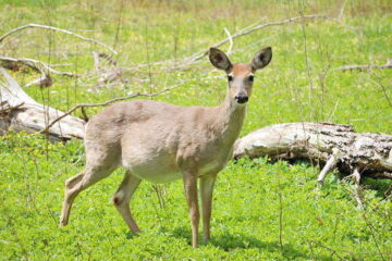 How Long Are Deer Pregnant? The Facts You Need to Know