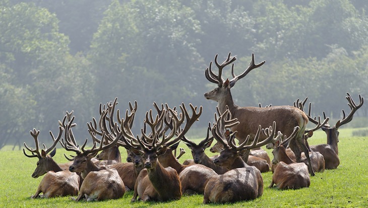 A herd of deer pasturing in the wilderness