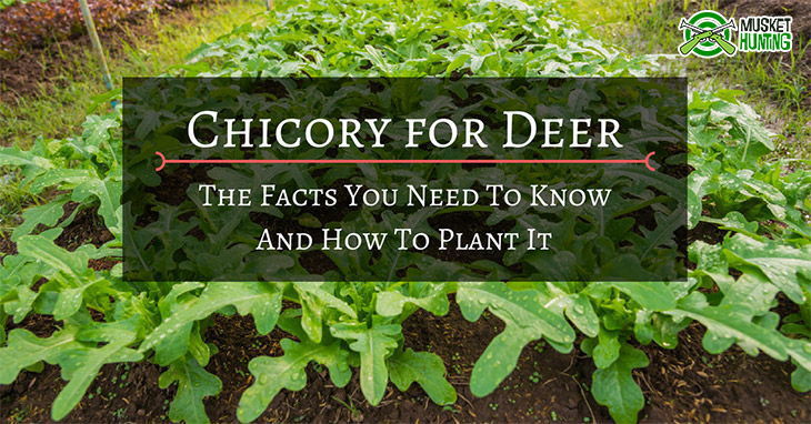 Chicory for Deer