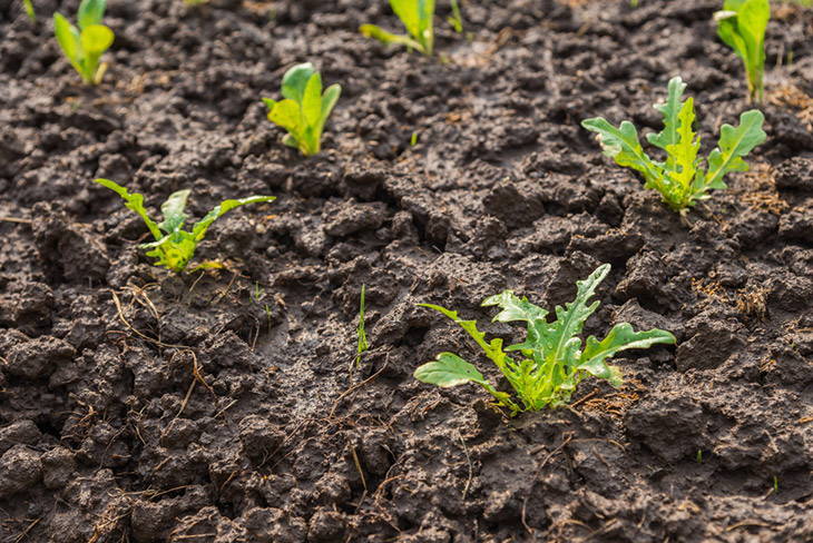 Chicory Kitchen Garden