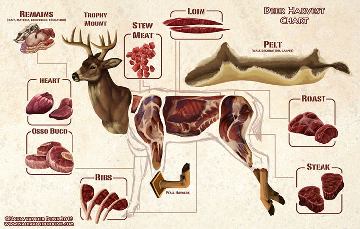 Butcher Deer Diagram Venison Harvest Chart