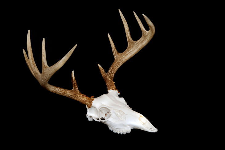 How to Bleach a Deer Skull