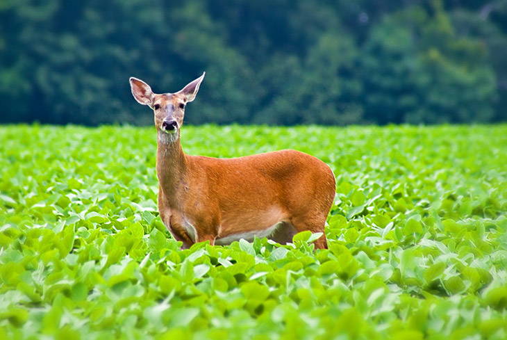 plant turnips for deer