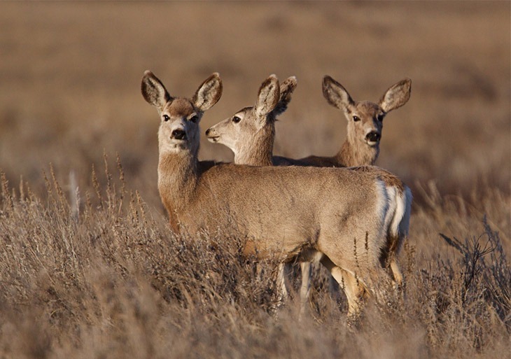 Three Mule Deer in Eastern Montana