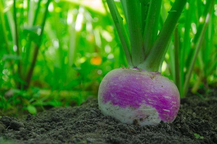 when to plant turnips for deer