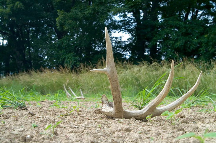 Deer antler publicdomainpictures