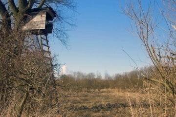 How to Build a Tree Stand for Better Hunting