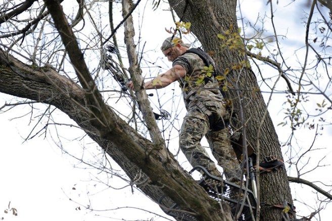 what are tree stands