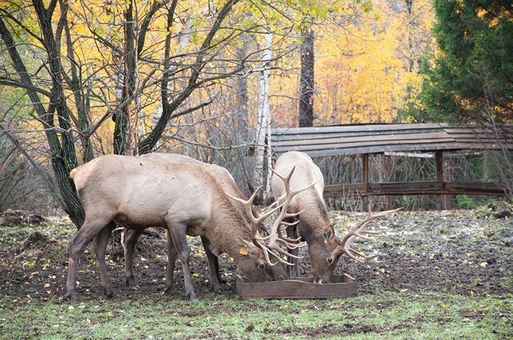 How to Choose the Best Deer Feeder