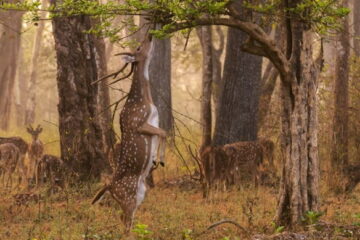 The Easiest Way on How to Make a Deer Feeder