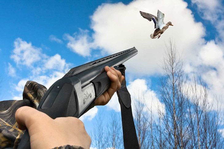 hunting birds