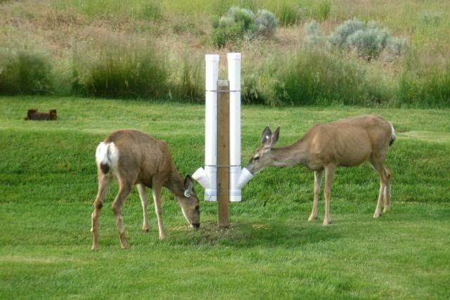 Pvc Deer Feeder