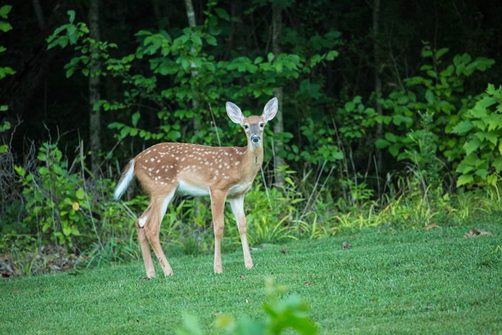 what sound does a deer make when scared