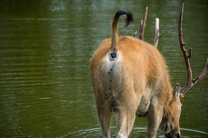 Deer pooping in water