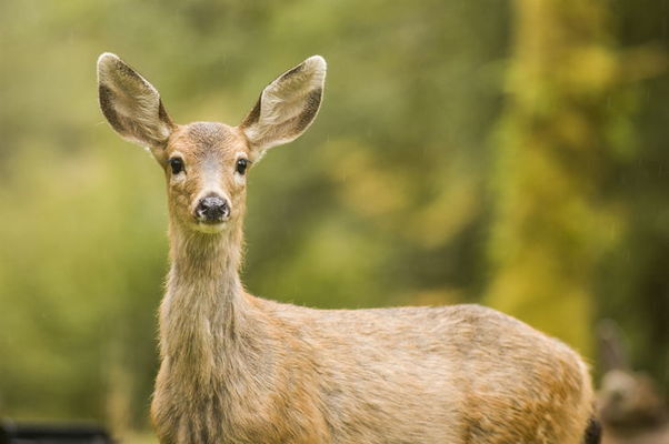 what sound does a deer make