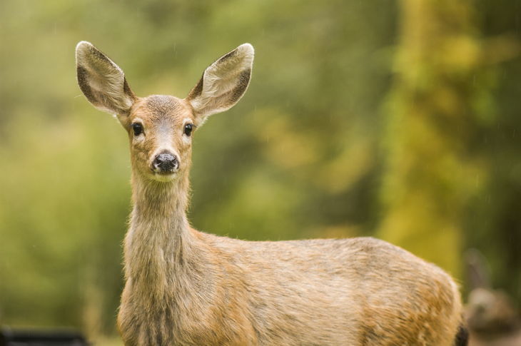 What Sound Does A Deer Make Four Sounds You Need To Learn