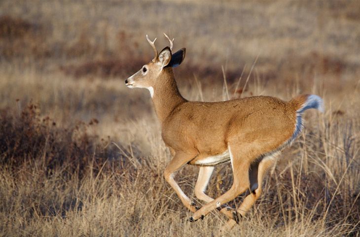 How Fast Does a Whitetail Deer Run 