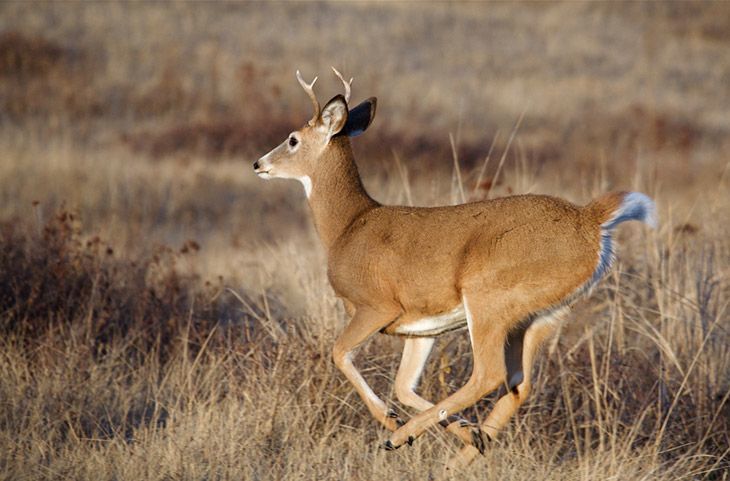 how fast can a whitetail deer run