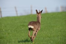 Why Do Deer Snort? The Facts You Need to Know to Stay Undetected