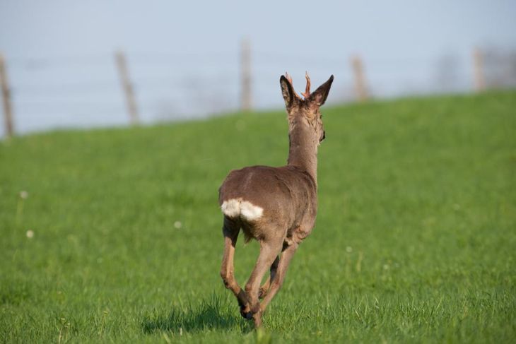 deer running away