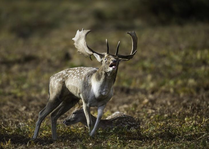 Fallow Deer