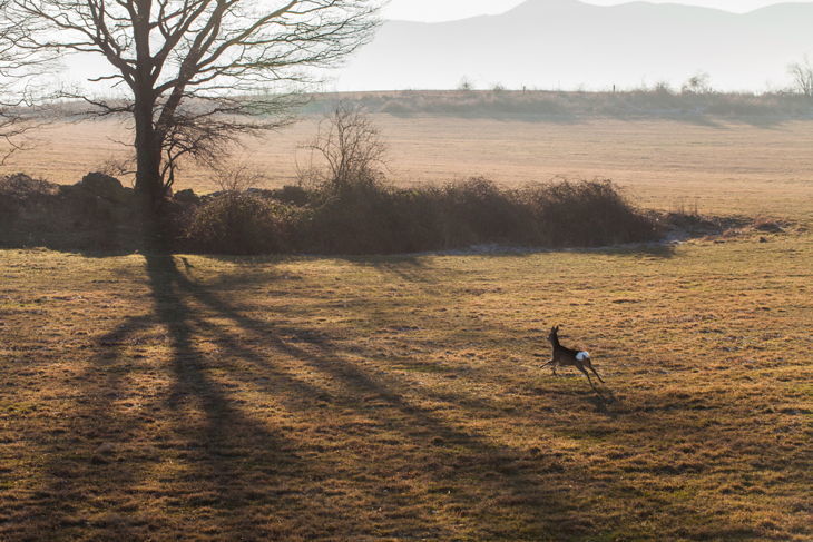 how fast can a whitetail deer run