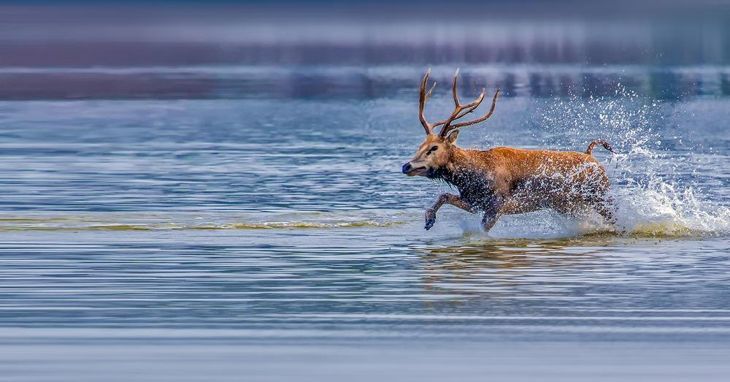 Père David's Deer