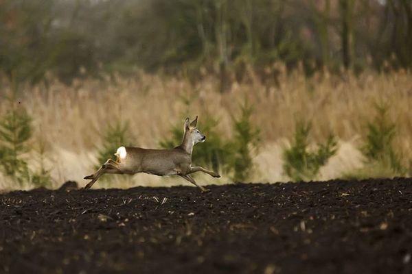 How Fast Can a Deer Run? All the Facts You Need to Know