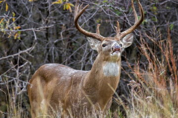 Why Do Deer Snort? The Facts You Need to Know to Stay Undetected