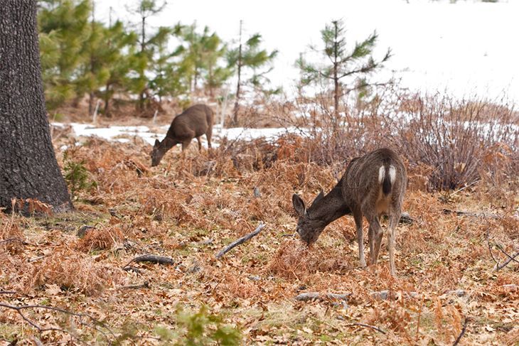 deer eating grass