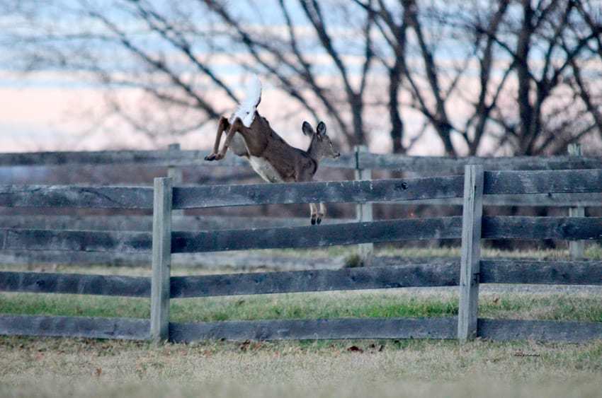 Deer over the fence