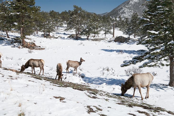 deers look for food