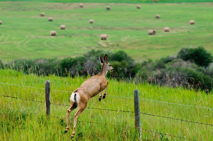 How High Can A Deer Jump