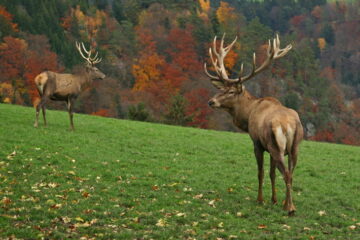 How Much Does A Deer Weigh? All The Facts You Need to Know Now