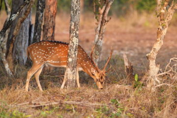 The Best Deer Attractant You Need To Lure and Hunt Deer Successfully