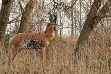 The 5 Best Deer Decoy Reviews For The Best Hunt You Need