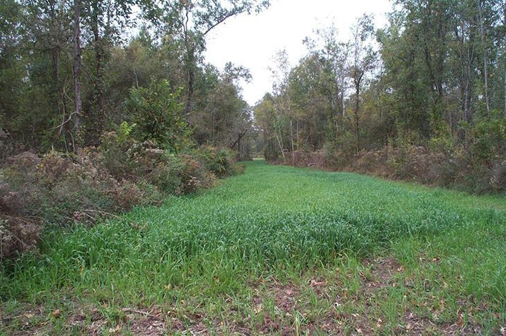 buck forage oats