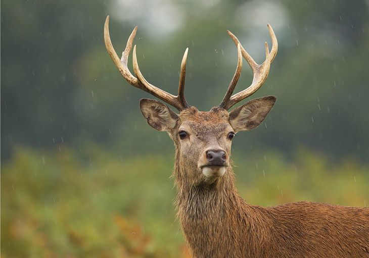 deer in rain