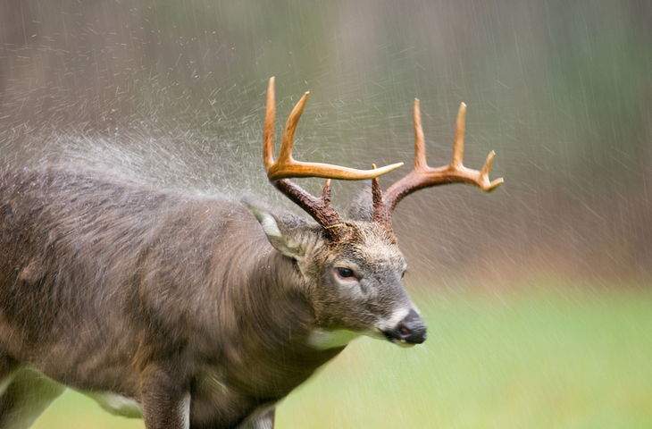 Do Deer Move In The Rain