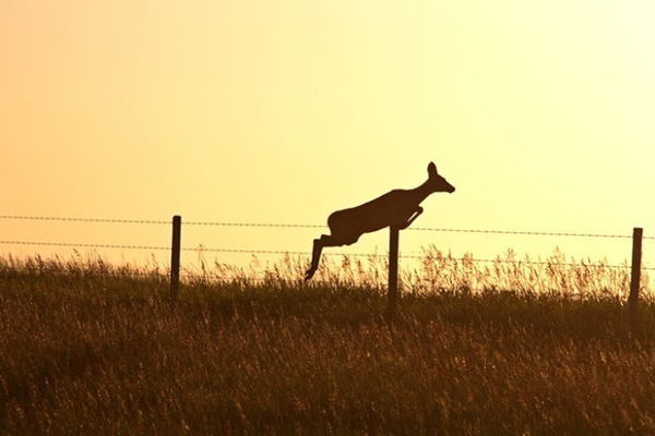 How High Can A Whitetail Deer Jump