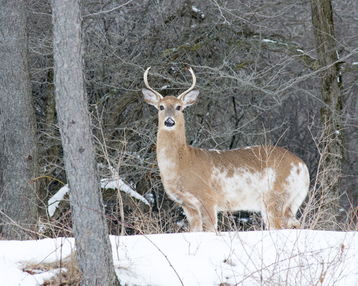 How Rare Are the Piebald Deer? What You Need To Know For Future Hunts