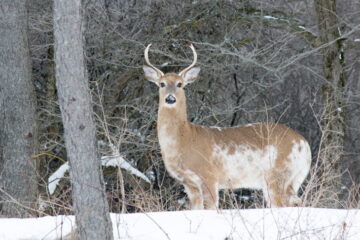 How Rare Are the Piebald Deer? What You Need To Know For Future Hunts