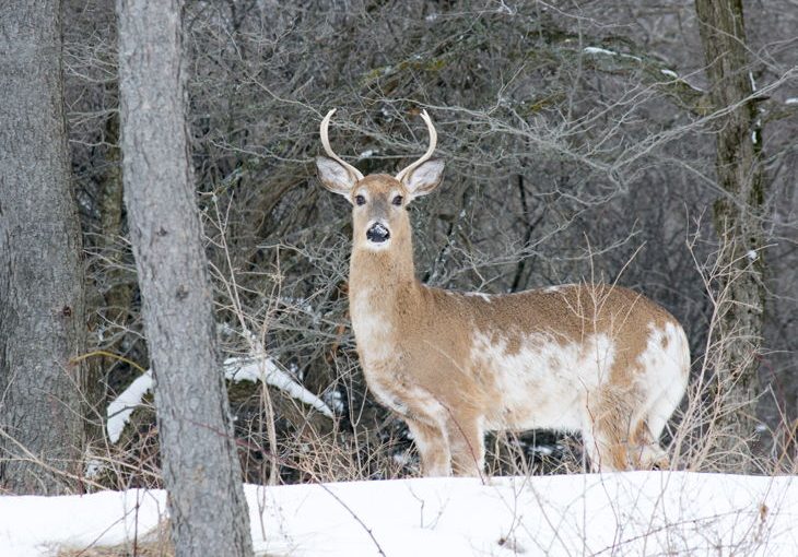How Rare Are the Piebald Deer? What You Need To Know For Future Hunts