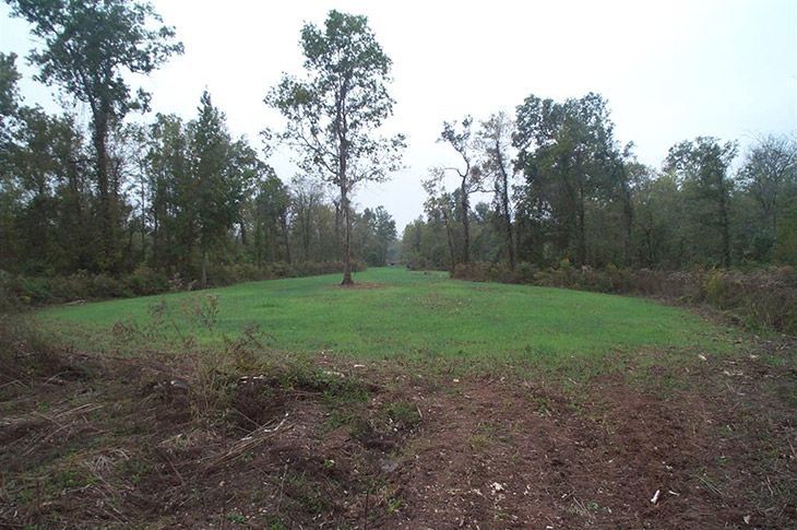 How To Plant Buck Forage Oats