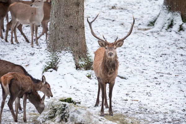 What Do Deer Eat In The Winter