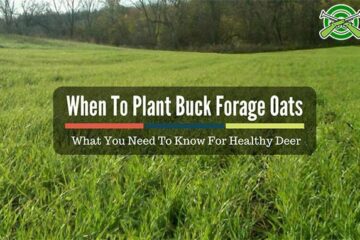 When To Plant Buck Forage Oats: What You Need To Know For Healthy Deer