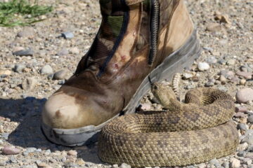 The Best Snake Proof Boots For You: Have Safe Feet For Hunts