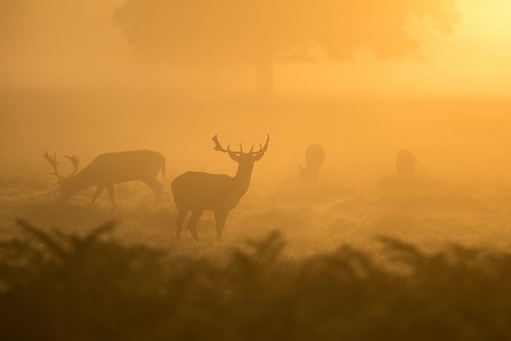 deer hunting at dawn