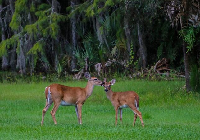 How Long Do Deer Live For? The Surprising Truth Revealed!