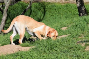 Six Helpful Tips On How To Train A Squirrel Dog